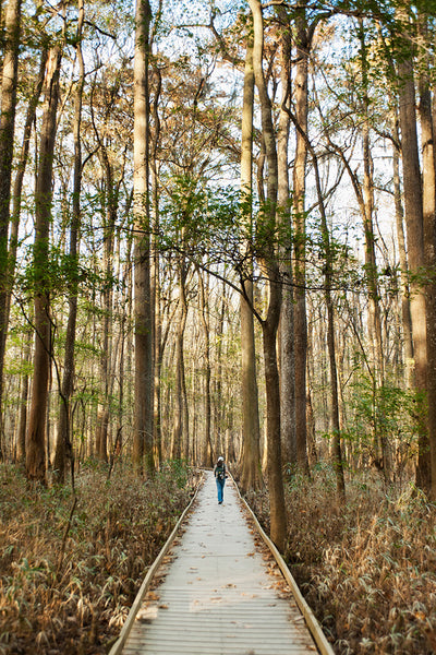 Discovering Congaree