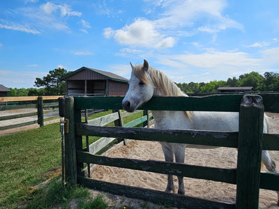 One City, Two Itineraries: Thoroughbred Country, South Carolina
