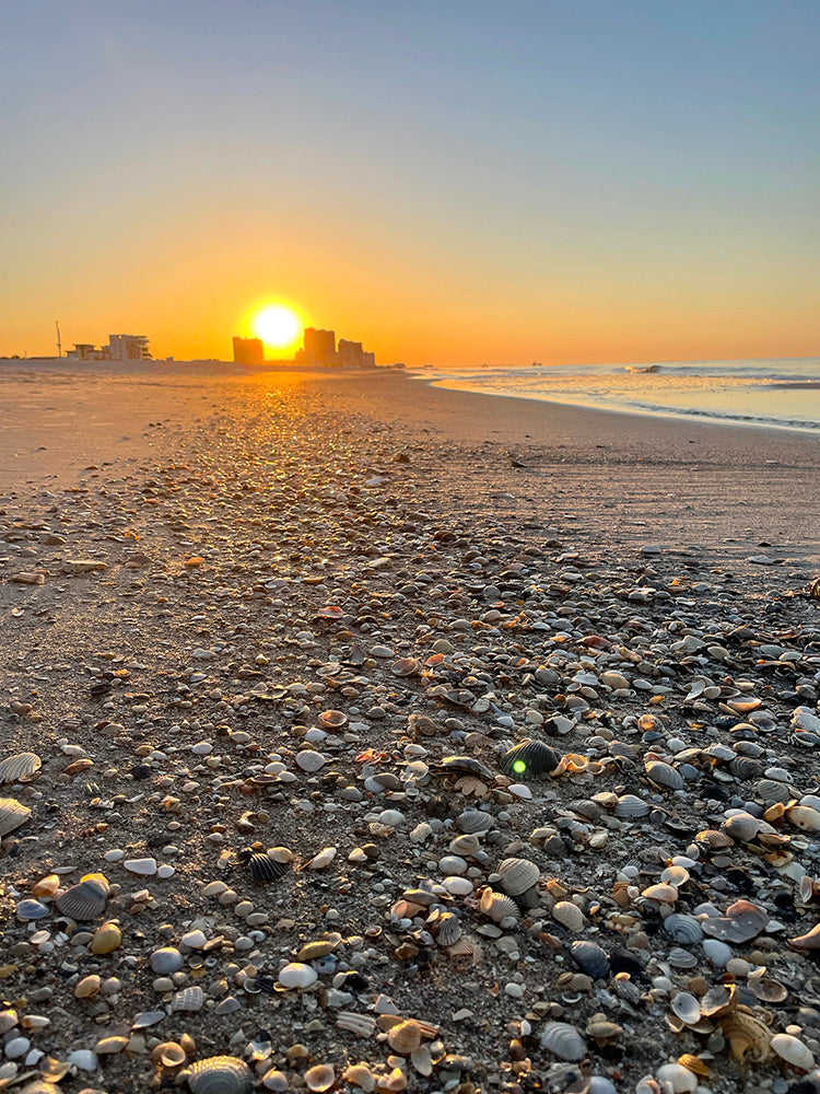 Shelling on Alabama's beaches in Gulf Shores & Orange Beach
