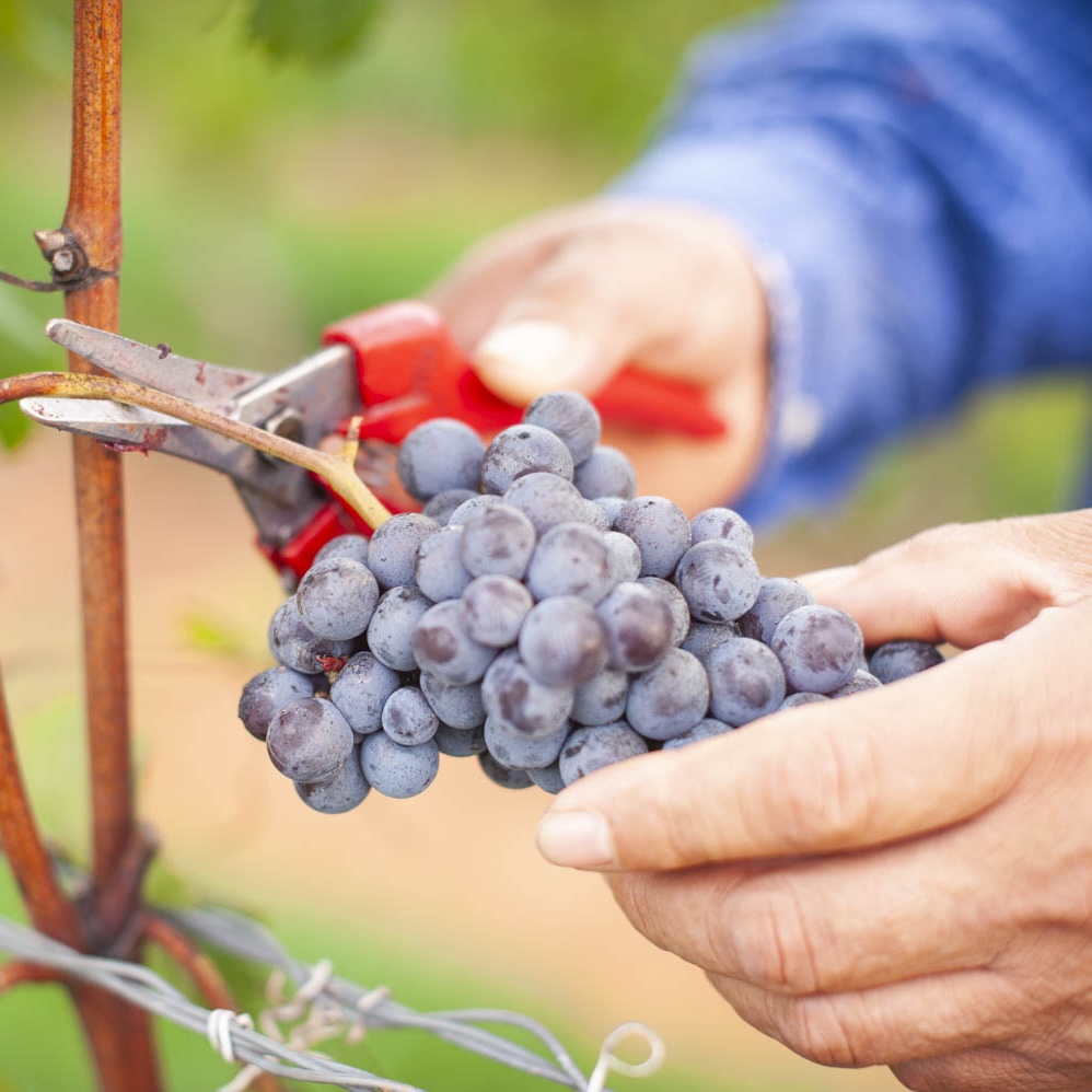 Grapes at Luca Paschina's Virginia Winery