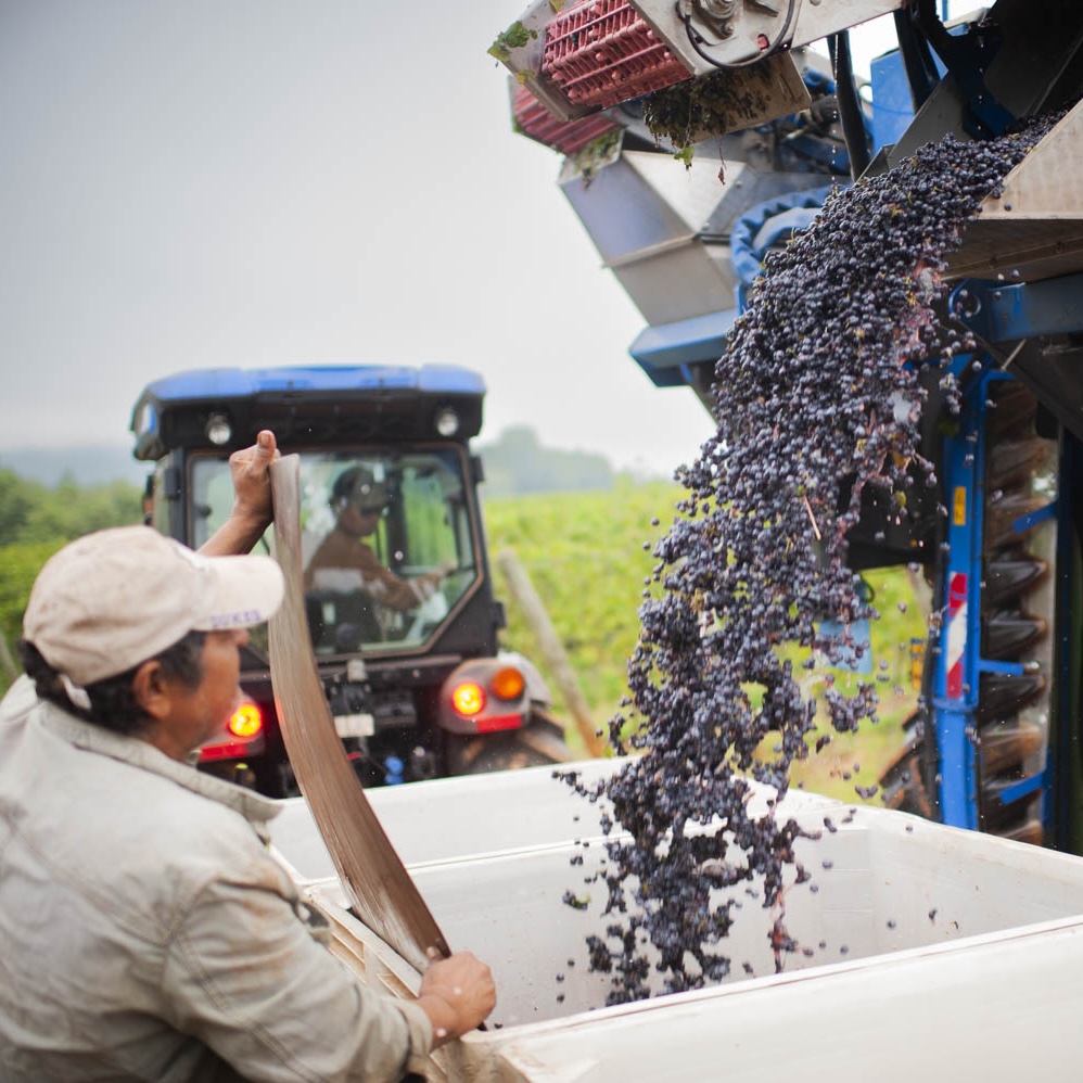 Sorting grapes at Luca Paschina's Virginia Winery