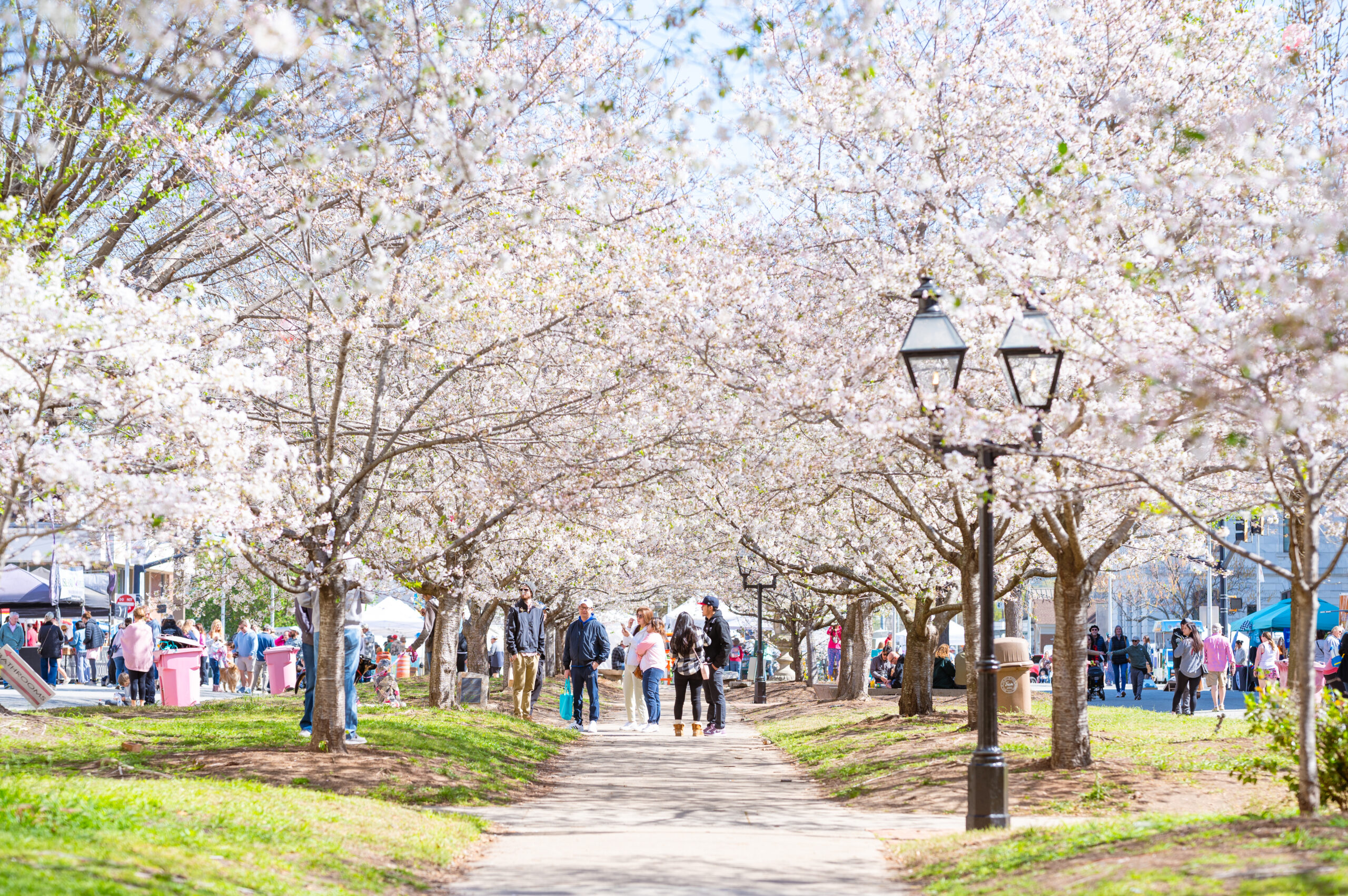 Cherry blossoms in Macon, Georgia