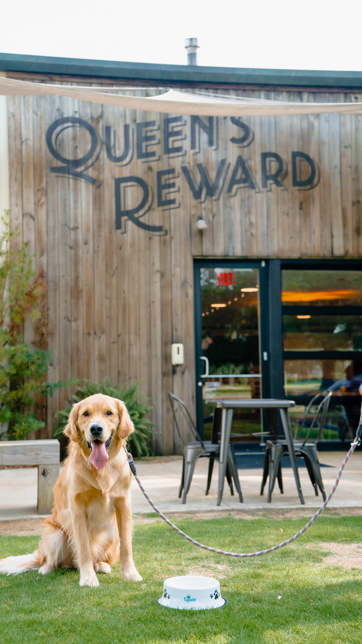 Dog at Queens Reward Meadery