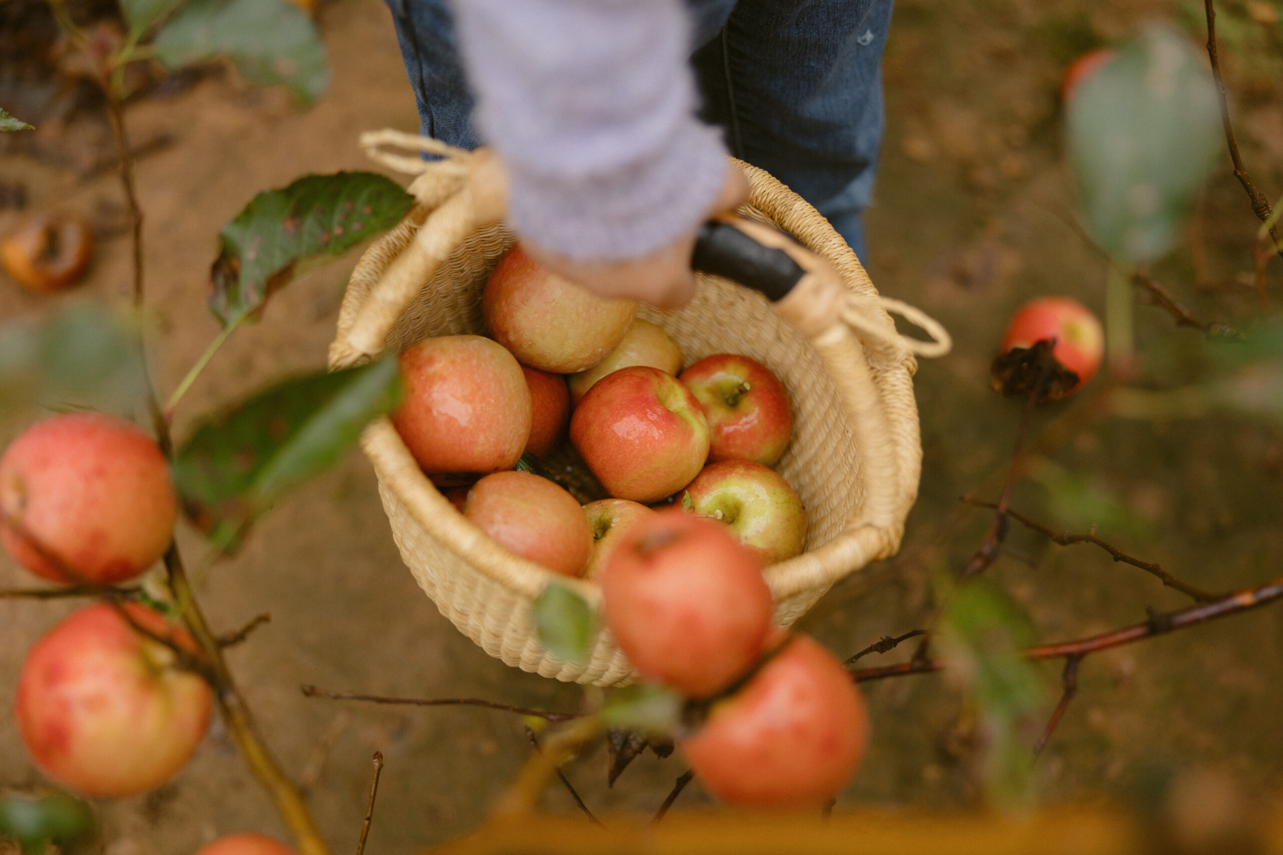 Most People Come For the Apples: Ellijay, Georgia Fall Getaway